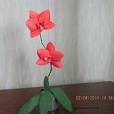 орхидея(фо
