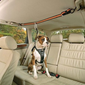 Для перевозки собаки в автомобиле