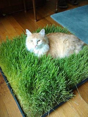 Лужайка для кота